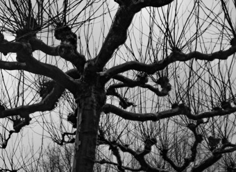 Strands & Winter
